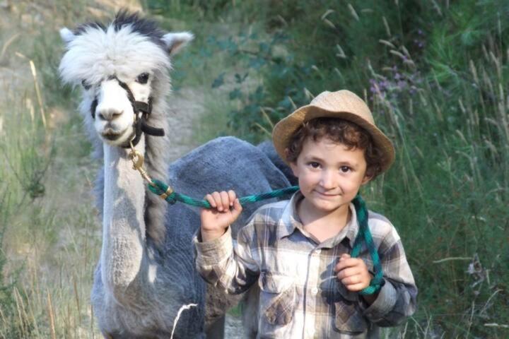 Villa Monte Frio Alpacas à Nariz Extérieur photo