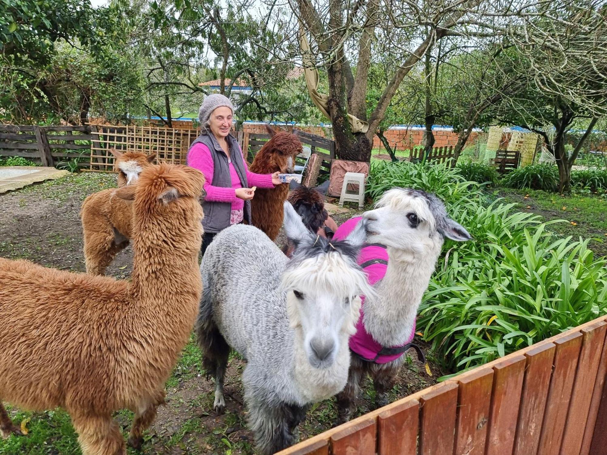 Villa Monte Frio Alpacas à Nariz Extérieur photo